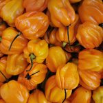 Habanero Honey