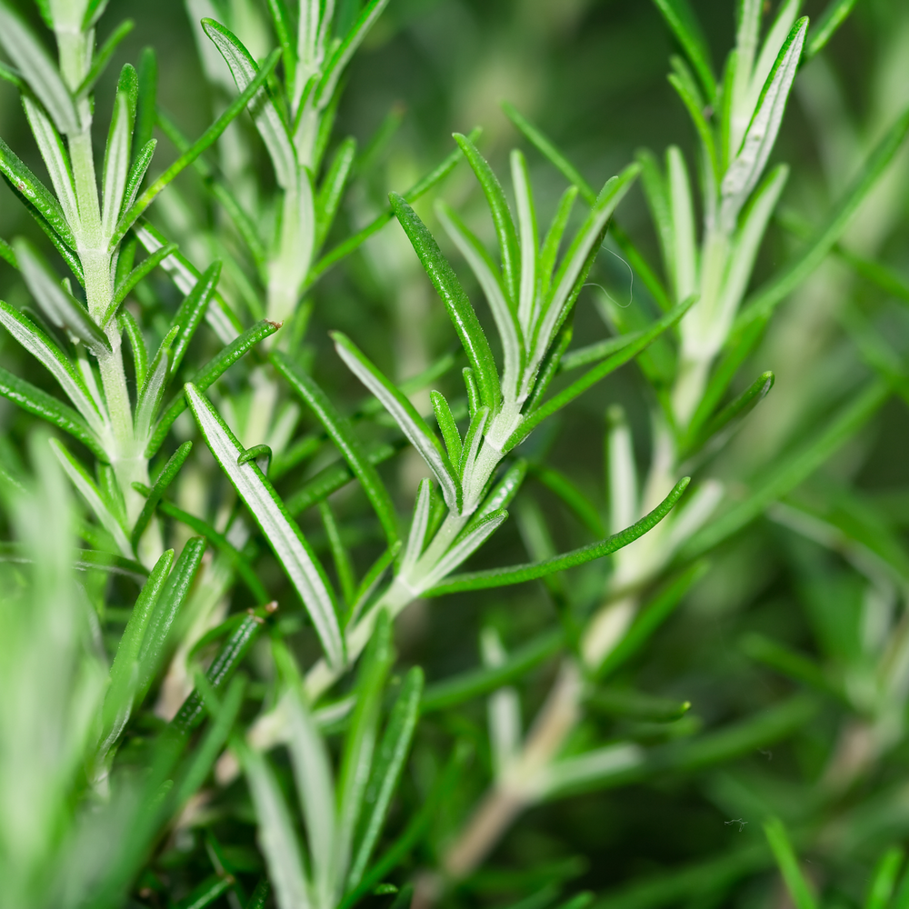 Rosemary Olive Oil