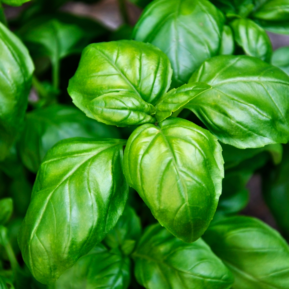 Basil Infused Olive Oil